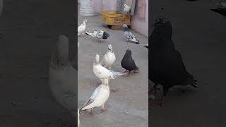 Nayab nasali#highflyers pigeon ka shok# short# vedio.