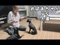 おばあちゃんにも容赦しないさくら【イタグレ】【ミニピン】