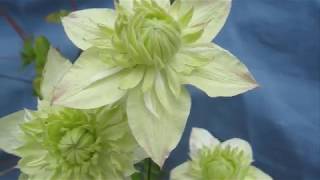 シロマンエ白万重 花言葉 高潔 Youtube シロマンエ白万重 花言葉 高潔 Youtube