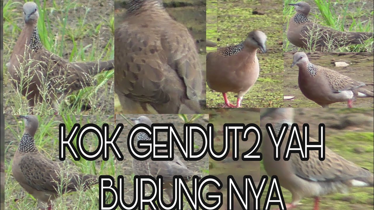 BERBURU TEKUKUR DI PURBALINGGA 