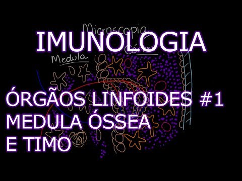 Vídeo: Qual destes se desenvolve a partir de células-tronco linfoides?