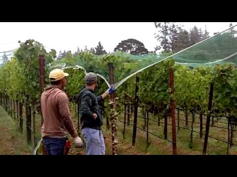 In the Vineyard - Installing Bird Netting