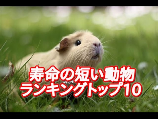 動物の雑学 寿命の短い動物ランキングトップ10 Youtube
