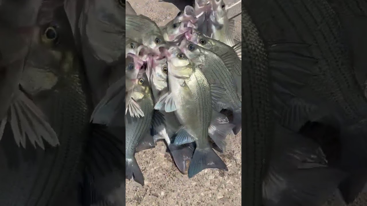 Easy limits @ Lake Lavon Dam! Go get you some! 🔥