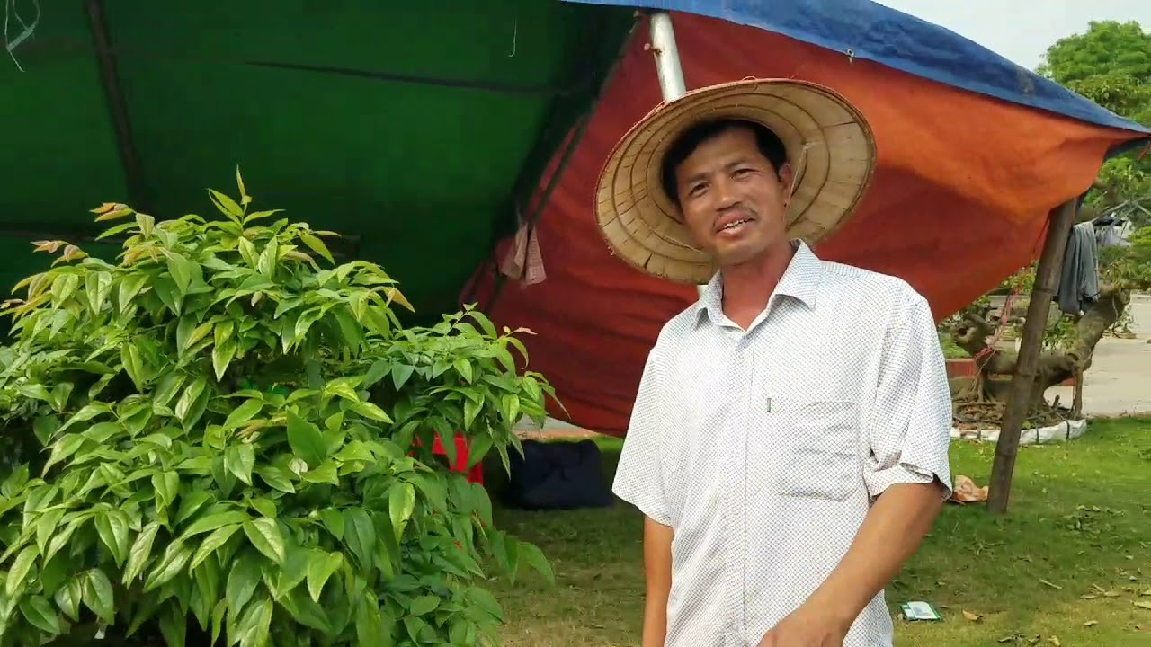 SH.2638.Báo giá 150tr Cây Hồng muội và nhiều loại khác. Vui quá xá khi làm cuốn video tại Thanh Hóa