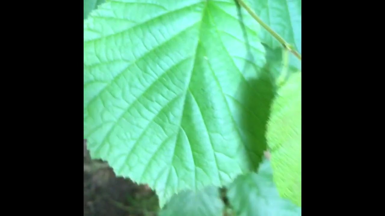 Nk1b #artkunskap träd #Hassel # Alm - YouTube