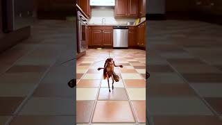 Dancing Until the Cockroach Gets Too Close! 😂💥
