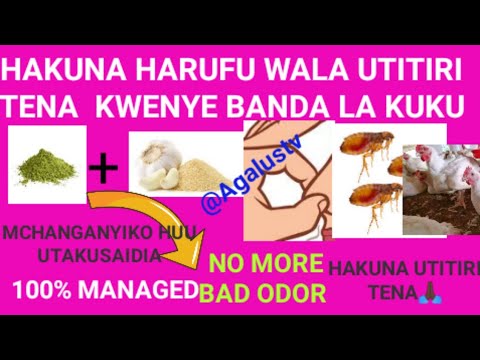 Video: Udhibiti wa wadudu: jinsi ya kuondoa mavu