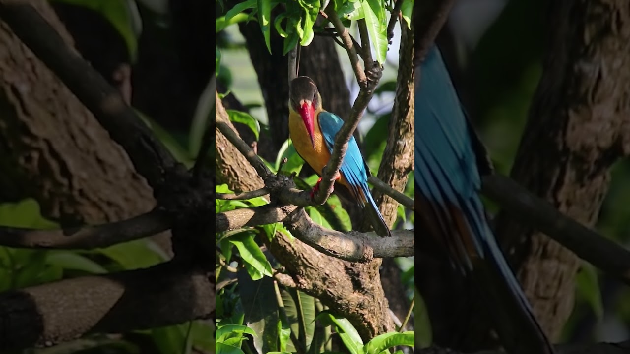Stork-billed kingfisher