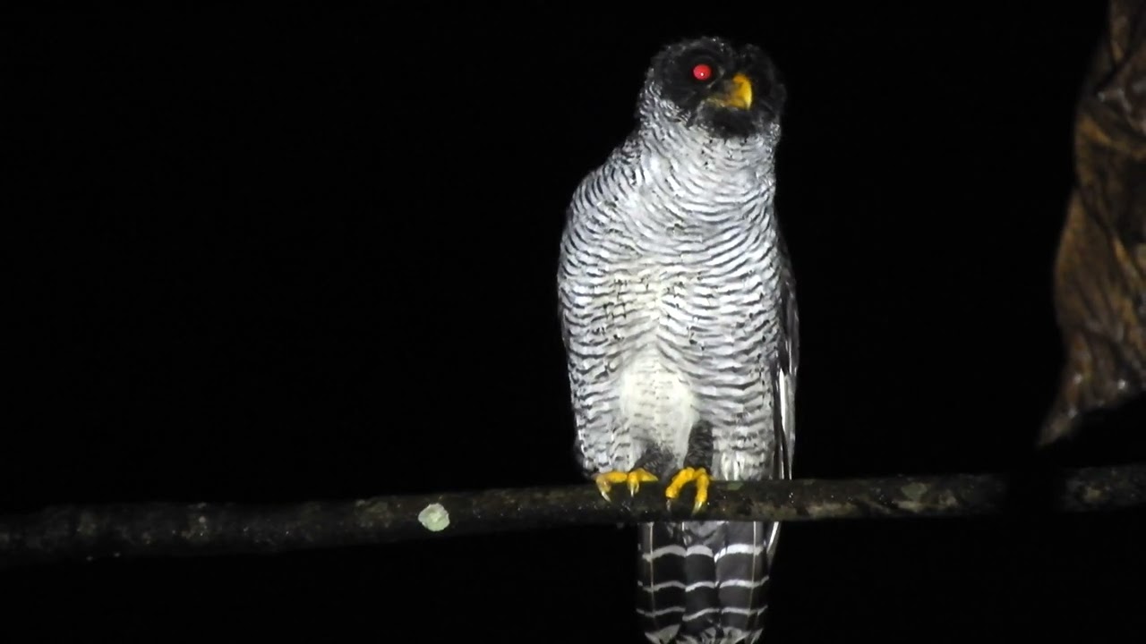 strix nigrolineata feeding insect
