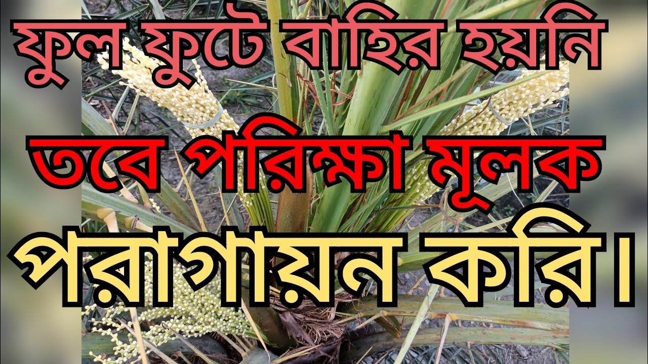 সৌদি খেজুরের ফুল ফুটে বাহির হয়নি তবে পরিক্ষা মূলক পরাগায়ন করি।