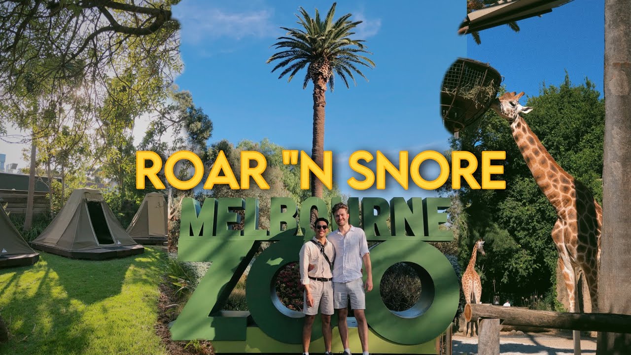 Roar and Snore at Melbourne Zoo YouTube