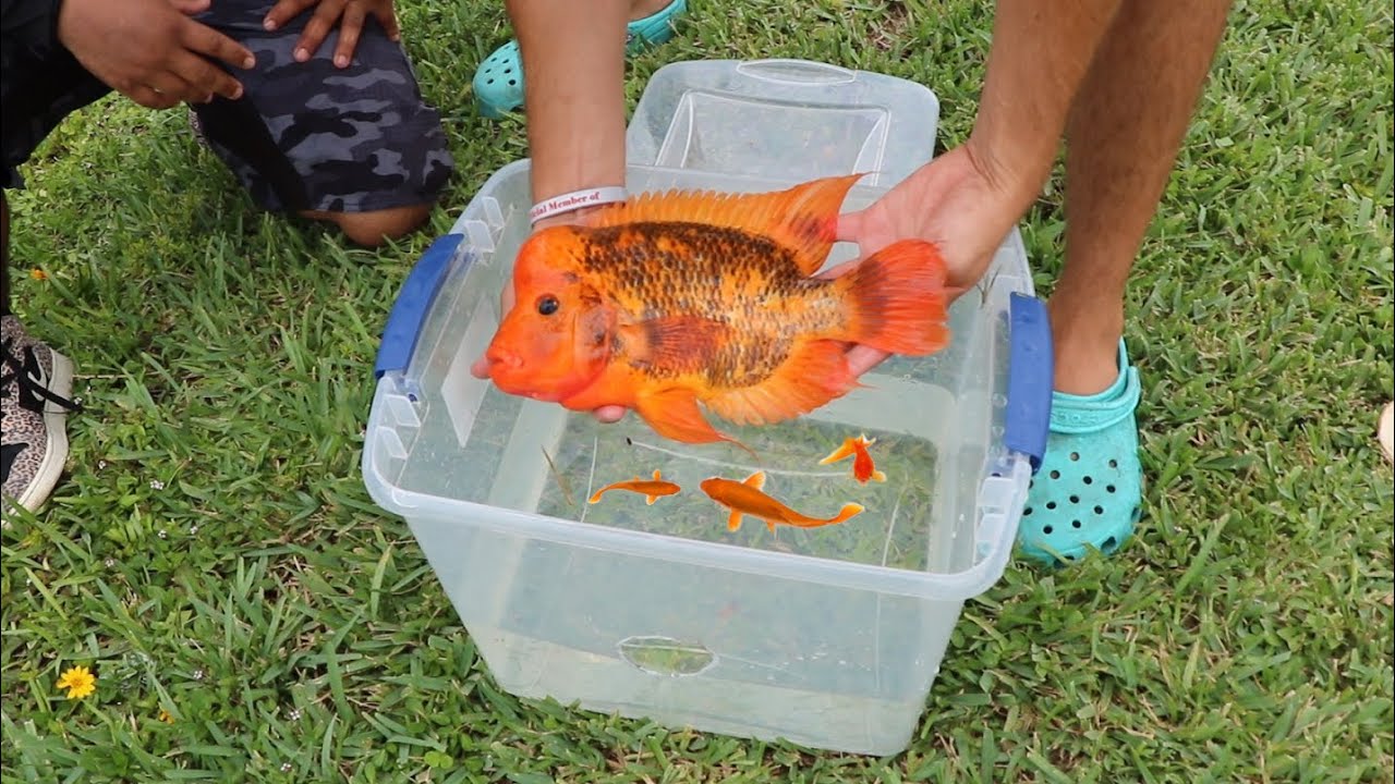 RARE Baby Aquarium Fish RESCUED From LANDOWNERS! (Cops CALLED) YouTube