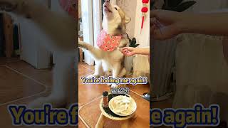 Dumplings + Chili = Epic food Ceremony!#shorts #alaskanmalamute #dog