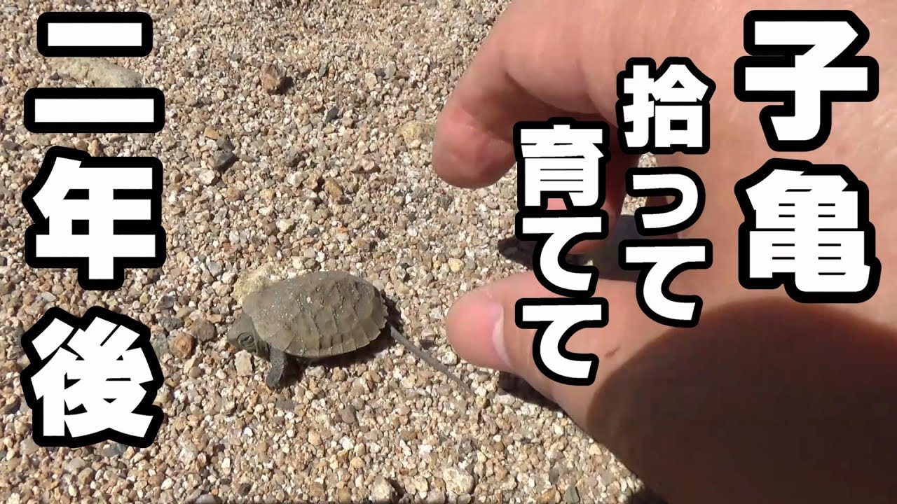 川で拾った子亀、２年で巨大に！【天然石のイシガメ水槽60cm】