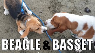 Beagle Puppy Plays With Bet Puppy