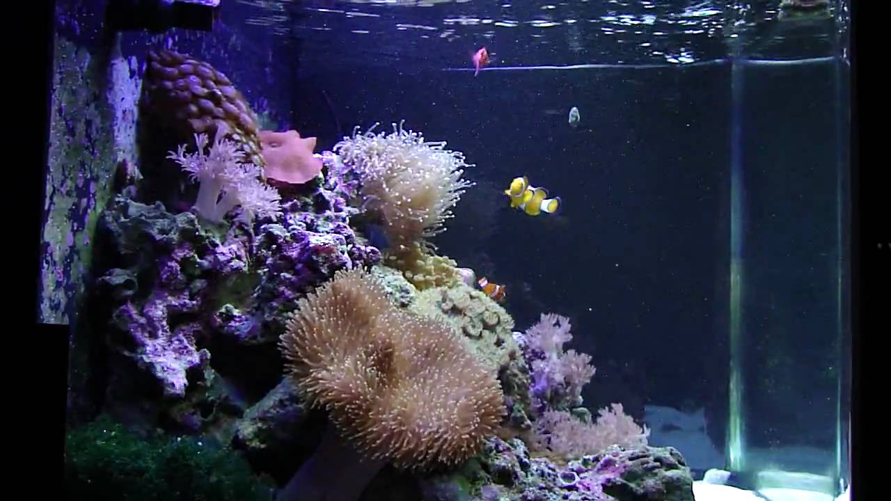SW20090620: Saltwater Tank Feeding - YouTube