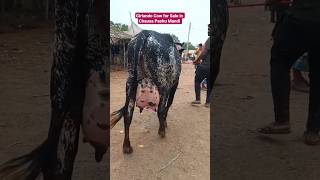👍Girlando Cow for Sale in Chausa Pashu Mandi | Dairy Cow #cow #animal #ytshorts #dairy #pashumandi