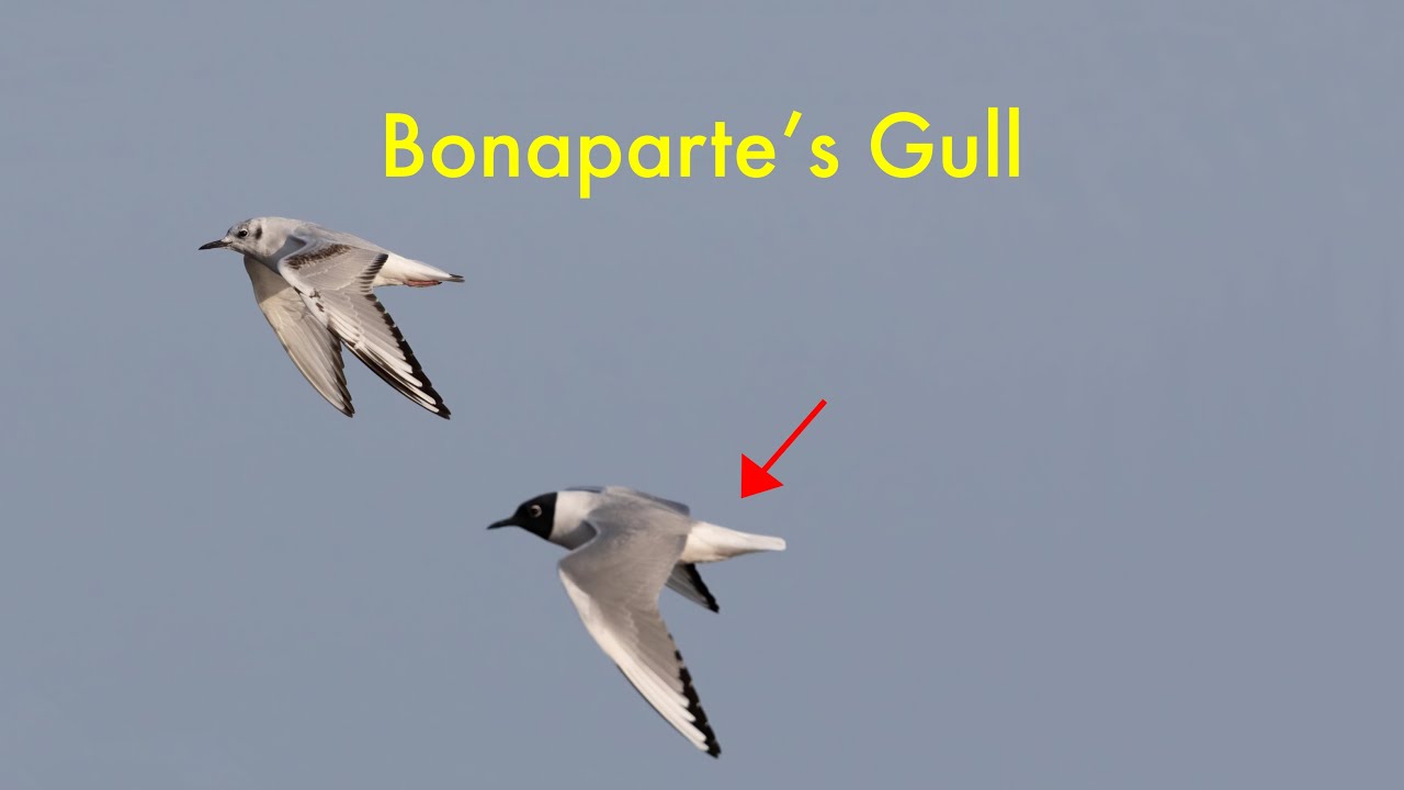 Bonaparte's Gull in spring, feeding and migrating
