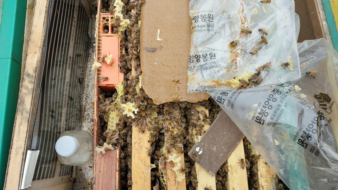 봄벌 45일후 관리..증소요령..