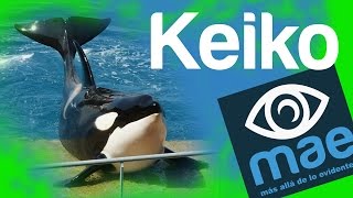 Keiko: su historia y ¿cómo murio?