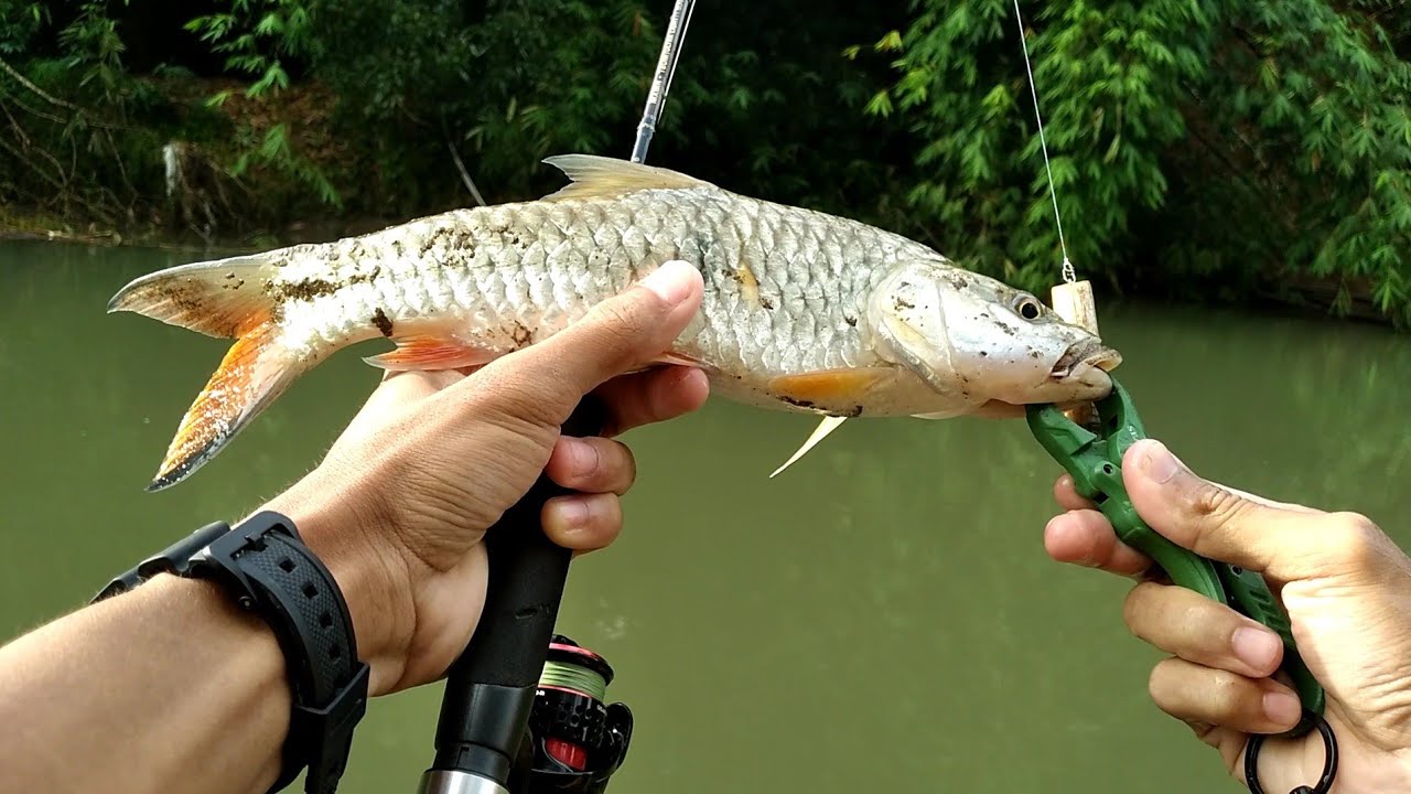 casting ikan hampala pakai lure wtd splash‼️ disambar berulang kali❗️ top water attack💥 | ultralight