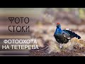 Фотоохота на тетерева.  Тетеревиный ток.  Sony a6400 + sony 100-400 mm. Фотографируем для Фотостоков