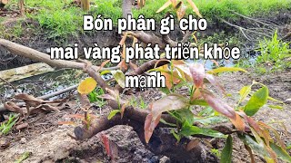 Bón phân gì cho mai vàng phát triển tốt