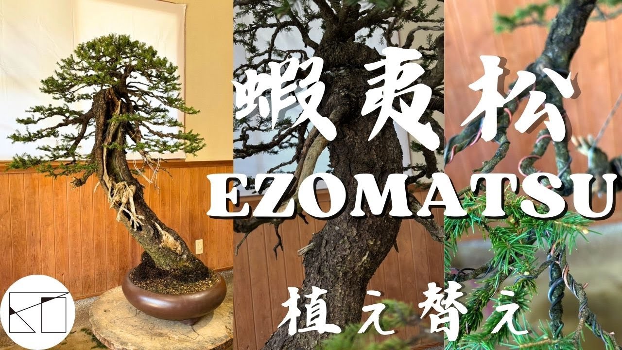 蝦夷松の植えかえをしました。 - YouTube