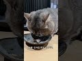 바쁜리츠4 #cat#먼치킨고양이#cutecat #funnycat#catshorts#fun cat#feline#Munchkin cat