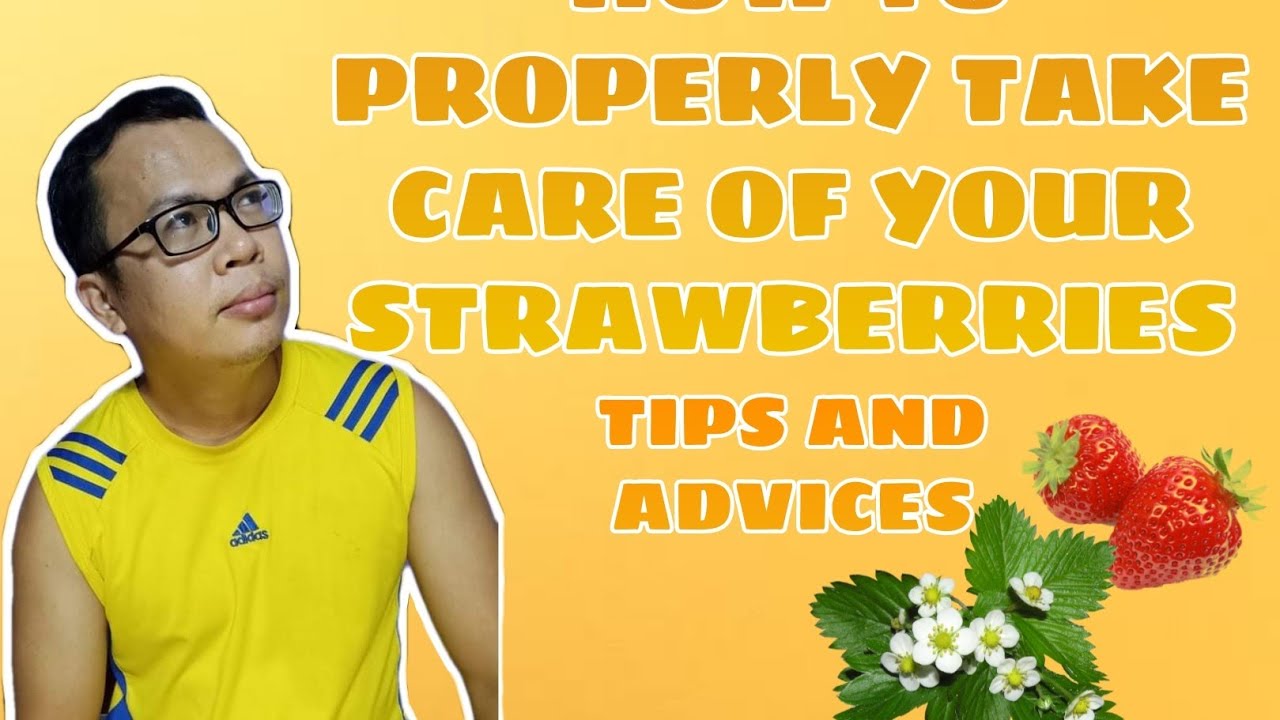 Paano Ang Tamang Pag Aalaga Sa Strawberries | Luke's Garden  #strawberries #strawberry #gardentips