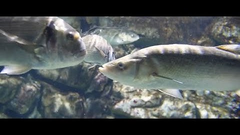 Fish Swarm Optimization Algorithm - Unveiling the Power of Nature-Inspired Optimization