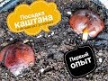 Посадка каштана / Выращиваю каштан 😁