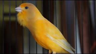 Fantastic canary song to seduce all canaries  the best chirping