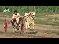 Dangerous Bull Race Training In Punjab Faisalabad 2019