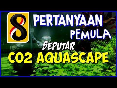 Video: CO2 - apakah itu? Penggunaan CO2 dalam akuarium. Sistem bekalan CO2