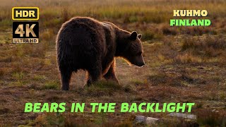 I Shoot Bears In A Wet Swamp In The Backlight. Saliva And Water Fly. Dci 4K R Dolby Vision.