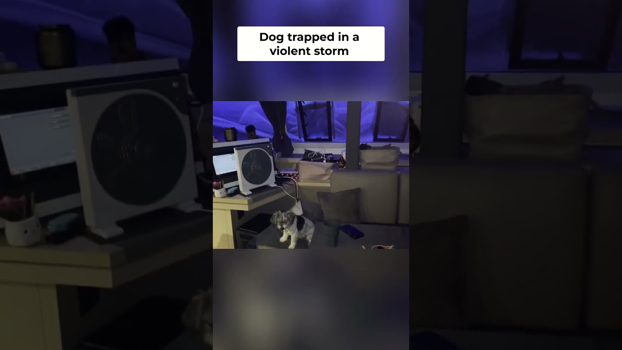 Terrifying Storm Survival  Rescuing Our Dog!