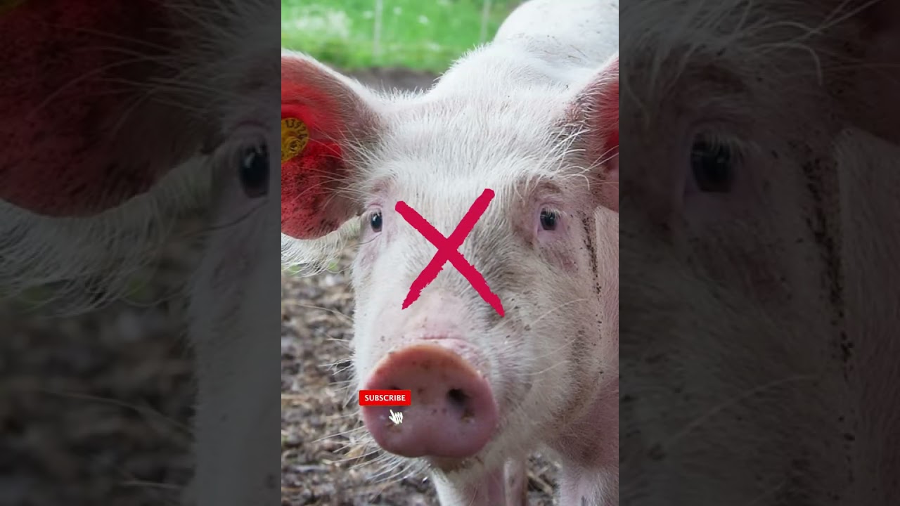 Halal vs Haram: Islamic Rules on Meat (2024)