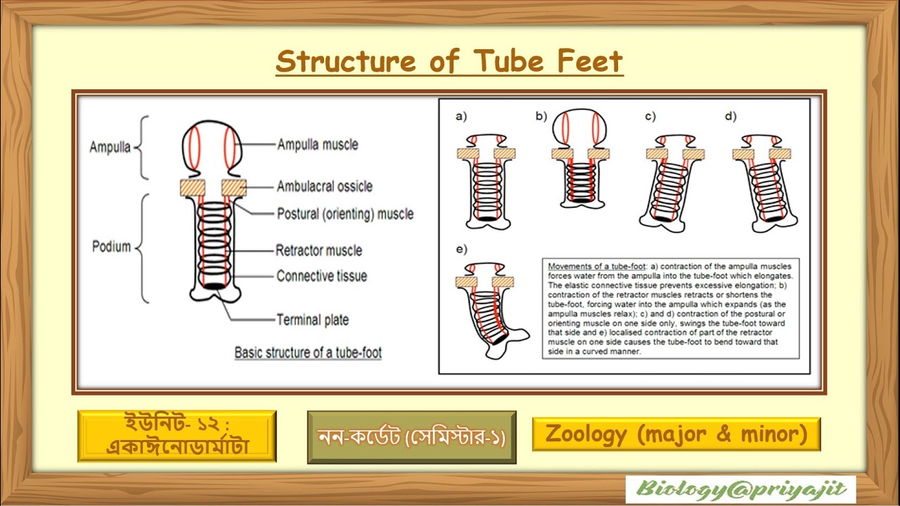 Tube Feet: Structure, Mechanism and Functional Significance - YouTube
