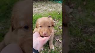 Nova Scotia Duck Tolling Retriever Puppy, Toller Puppy K4