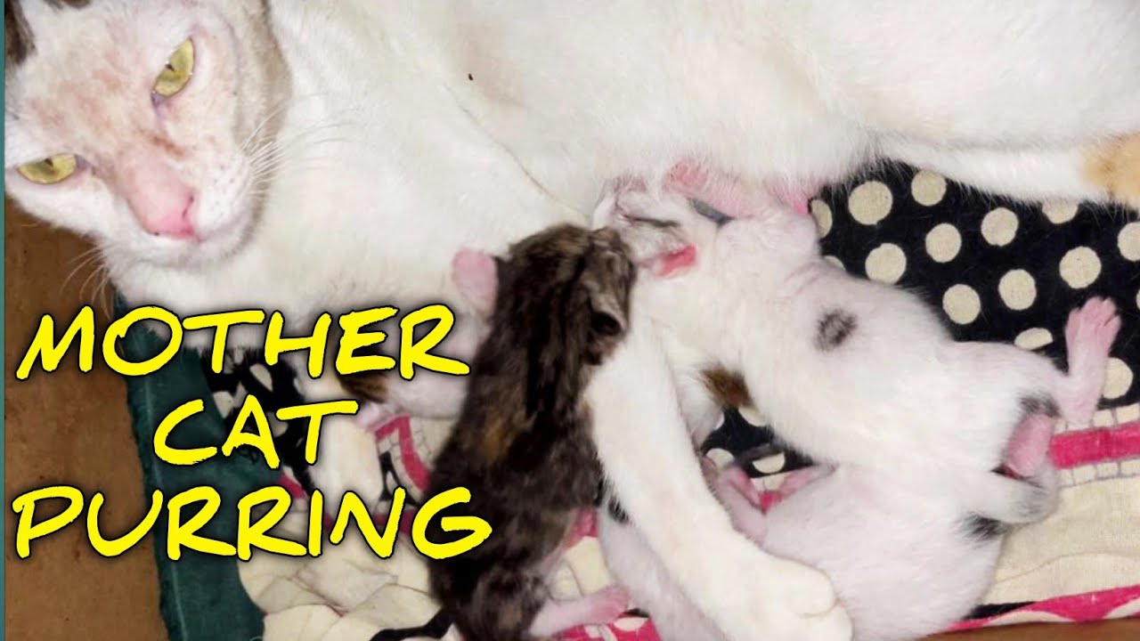 Mother cat purring while breastfeeding newborn kittens YouTube