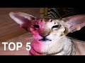 Top 5 cats  part 2