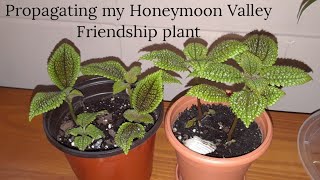 How I Propagate My Honeymoon Valley Friendship Plant By Cuttings Youtube