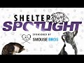 Sponsored Content: Shelter Spotlight: Hank