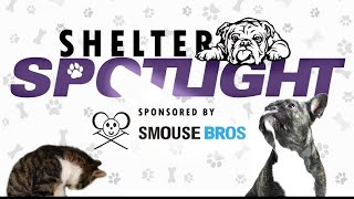 Sponsored Content: Shelter Spotlight: Hank