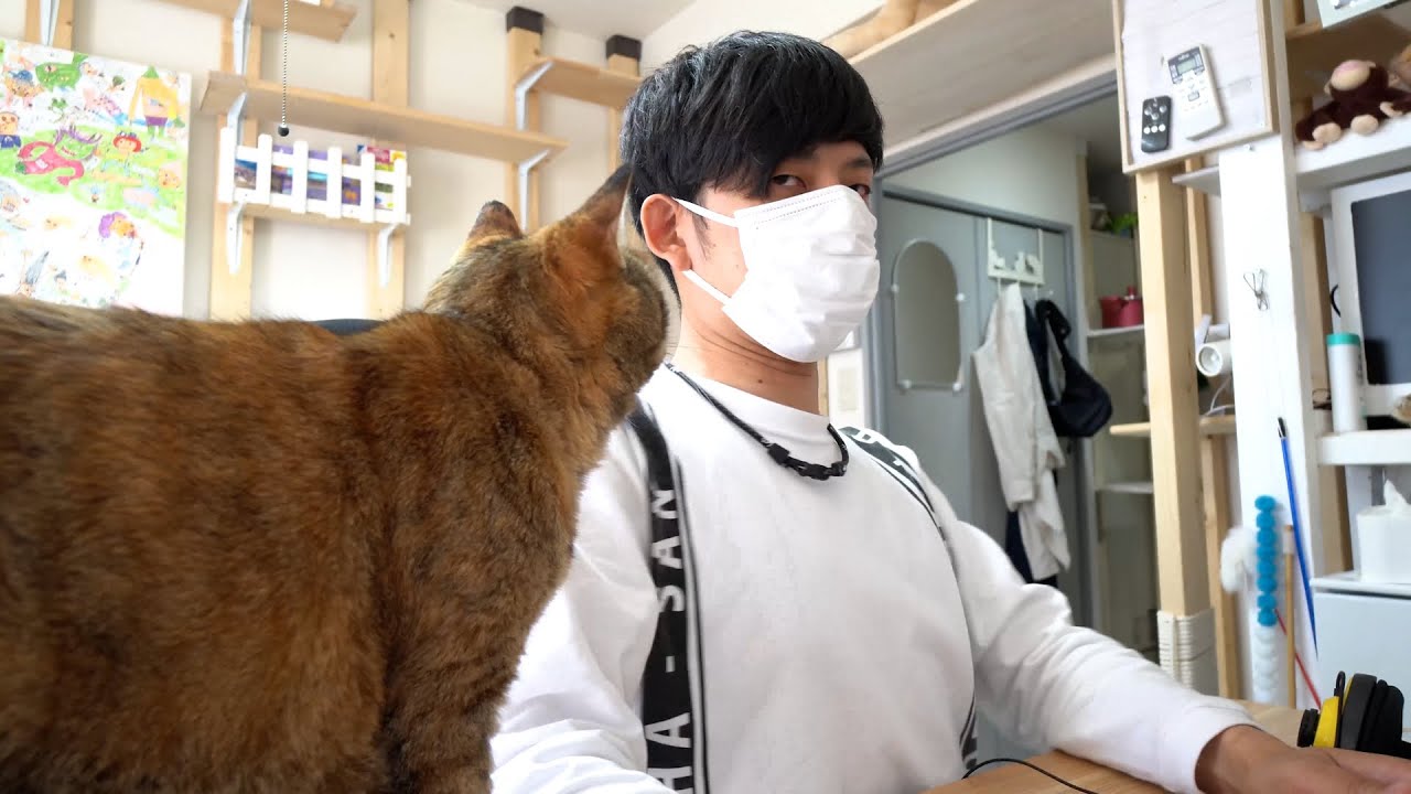 人間みたいな猫と下僕 Youtube