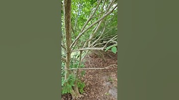 how to catch a queen ant!🐜