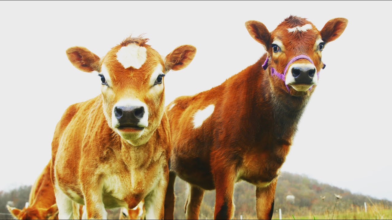 SHOULD YOU GET A MINI JERSEY OR BIGGER Jersey?