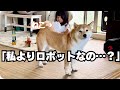 猫型ロボットに夢中な3歳娘…横で切なそうに見つめる柴犬が尊い